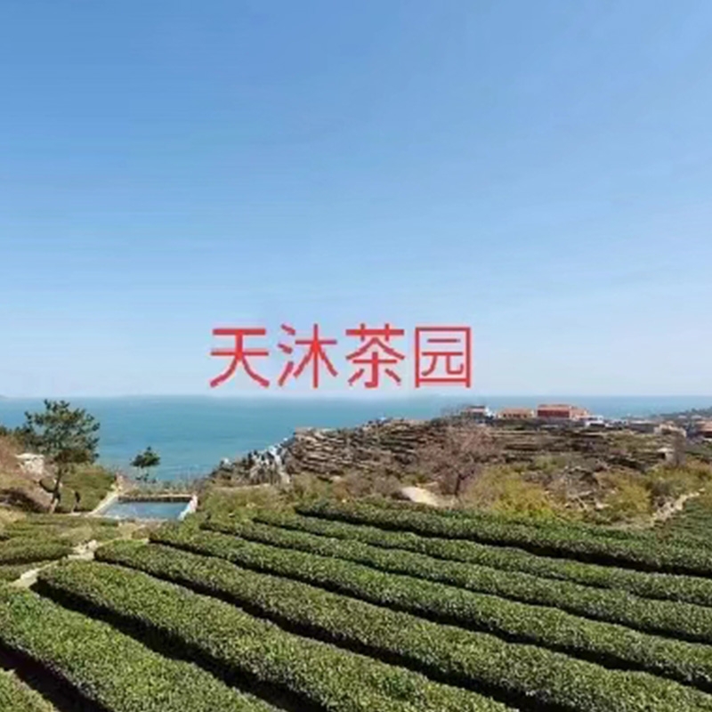 天沐茶園